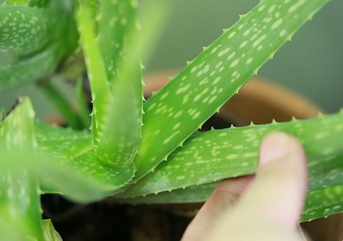 Crema de aloe vera para la piel