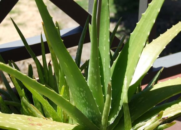 Cuida tu cabello con esta crema casera de aloe vera