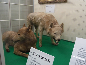 Lobo gris japonés es clave para saber el origen de la domesticación del perro