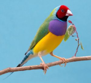 Conoce el ave exótica y colorida “Diamante de Gould”