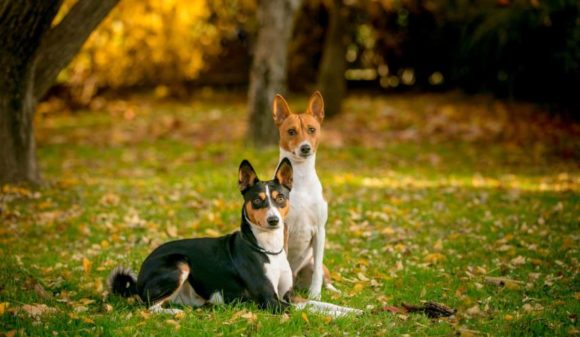 Basenji