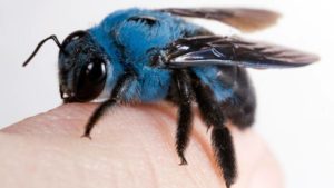 Abeja azul, un insecto originario de Australia