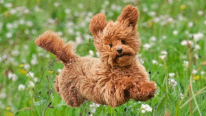 Características del poodle mini toy